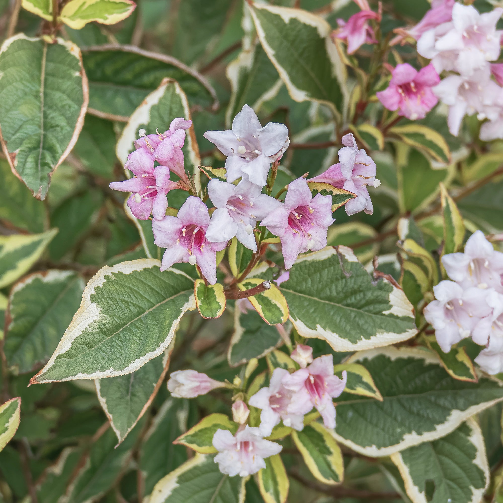 Weigelie florida Variegata - Weigela florida Variegata