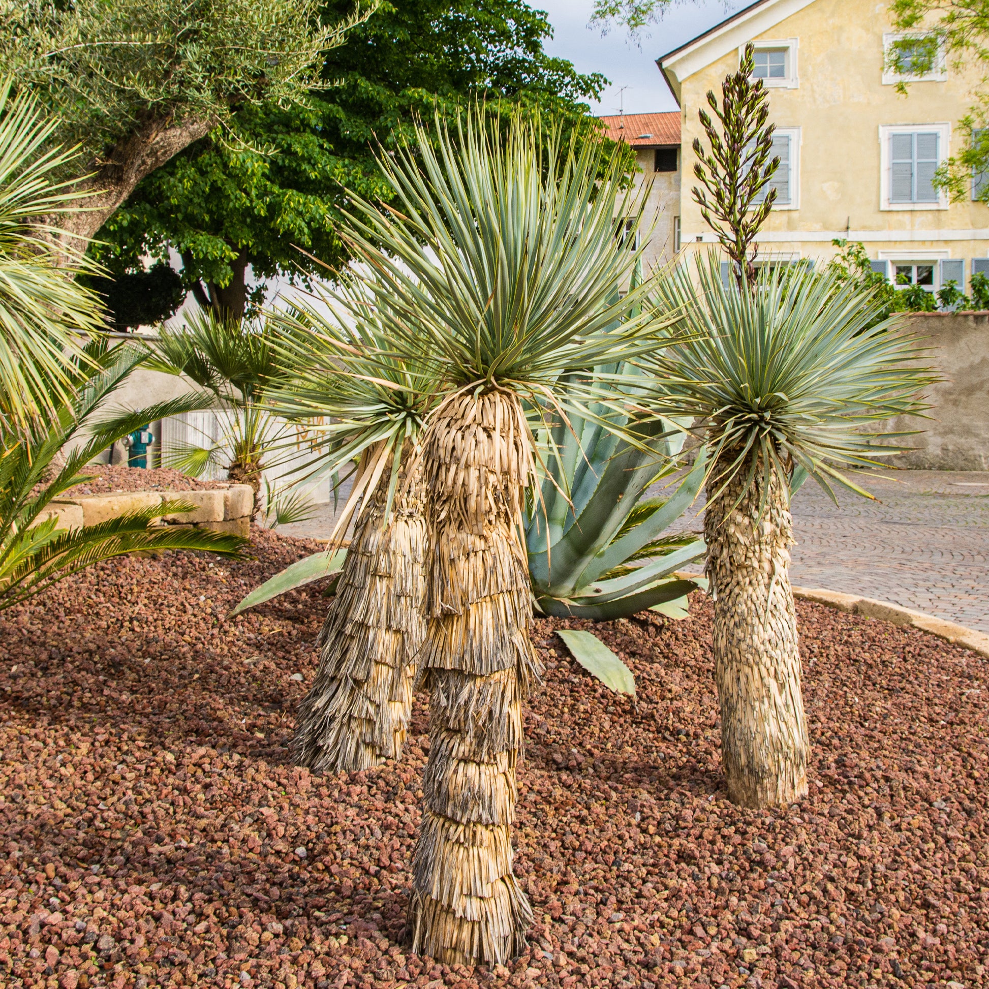Yucca rostrata - Blauer Yucca - Yucca - Palmlilie