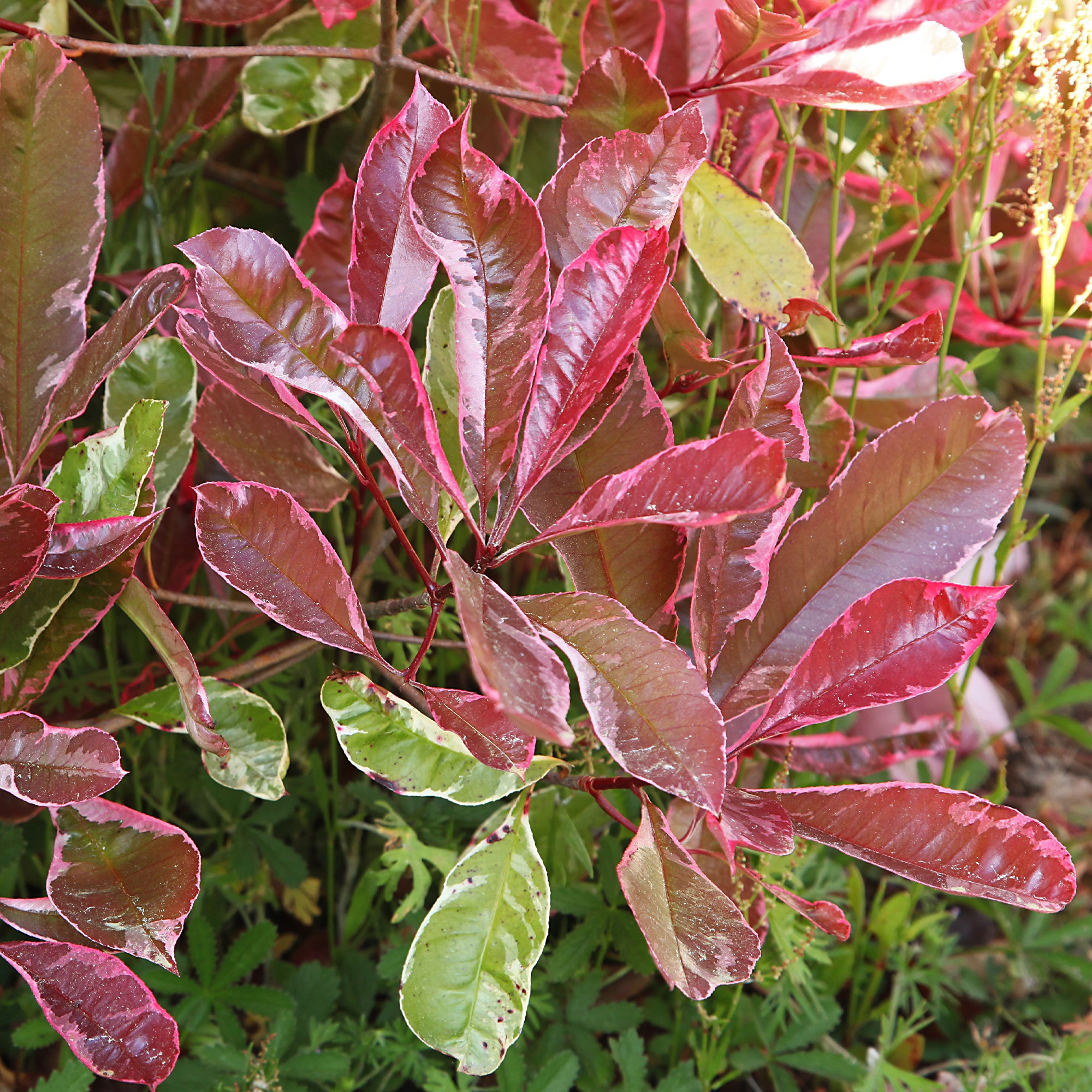 photinia fraseri louise Glanzmispel 'Louise' - Photinia x fraseri Louise