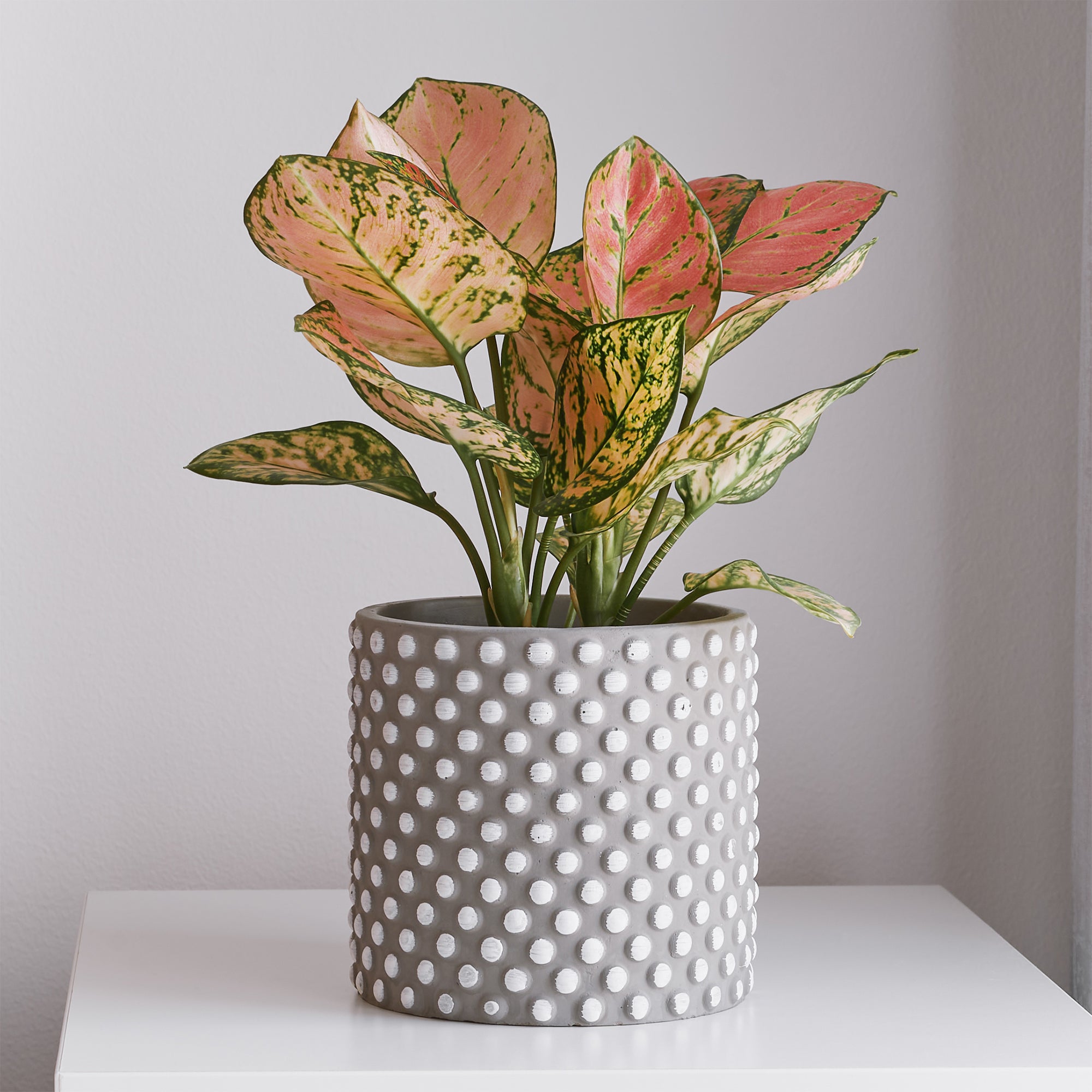 aglaonema pink moon kaufen Aglaonema 'Pink Star' - Aglaonema Pink Star