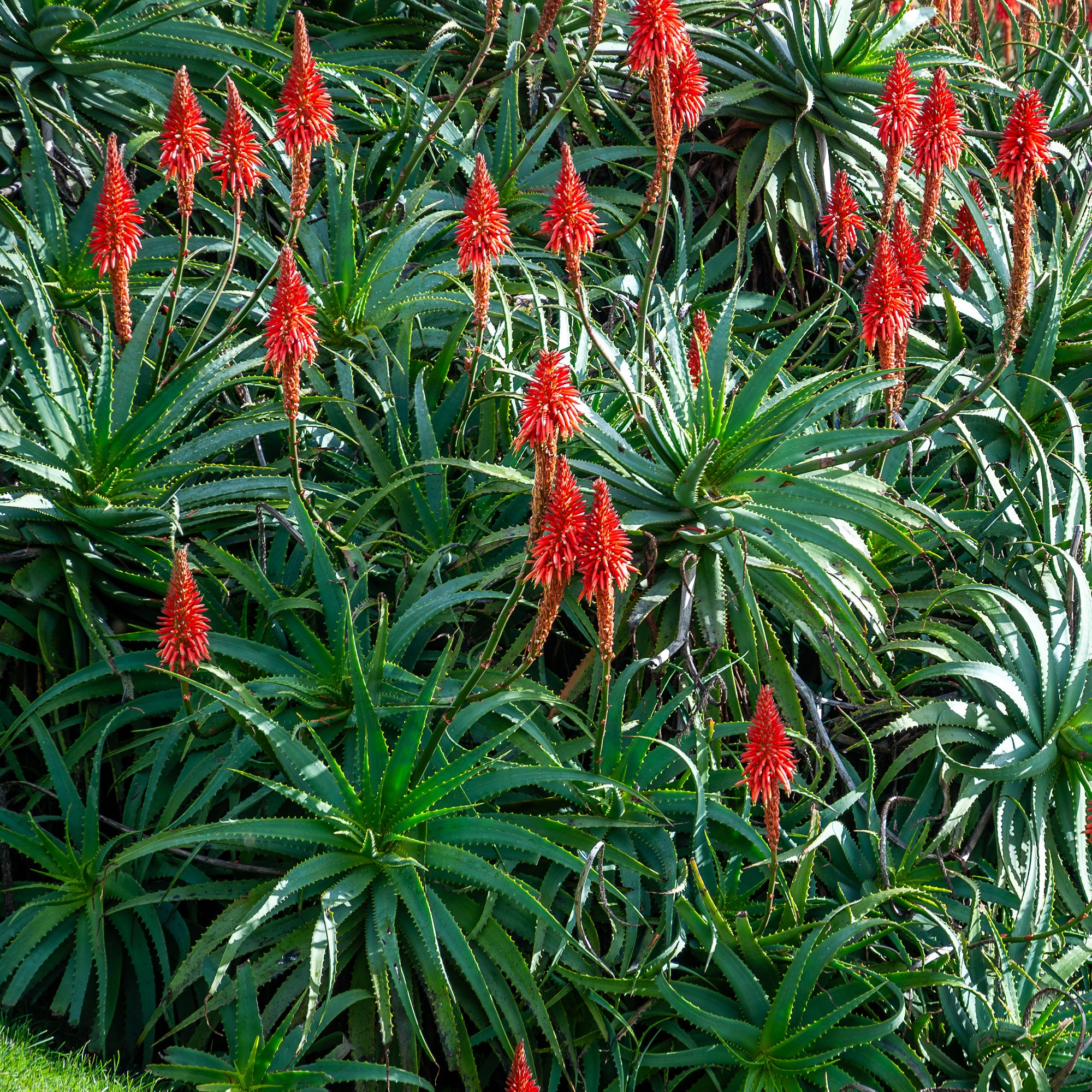 Baum-Aloe - Aloe arborescens