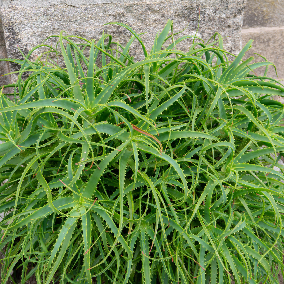 Baum-Aloe - Aloe arborescens - Bakker