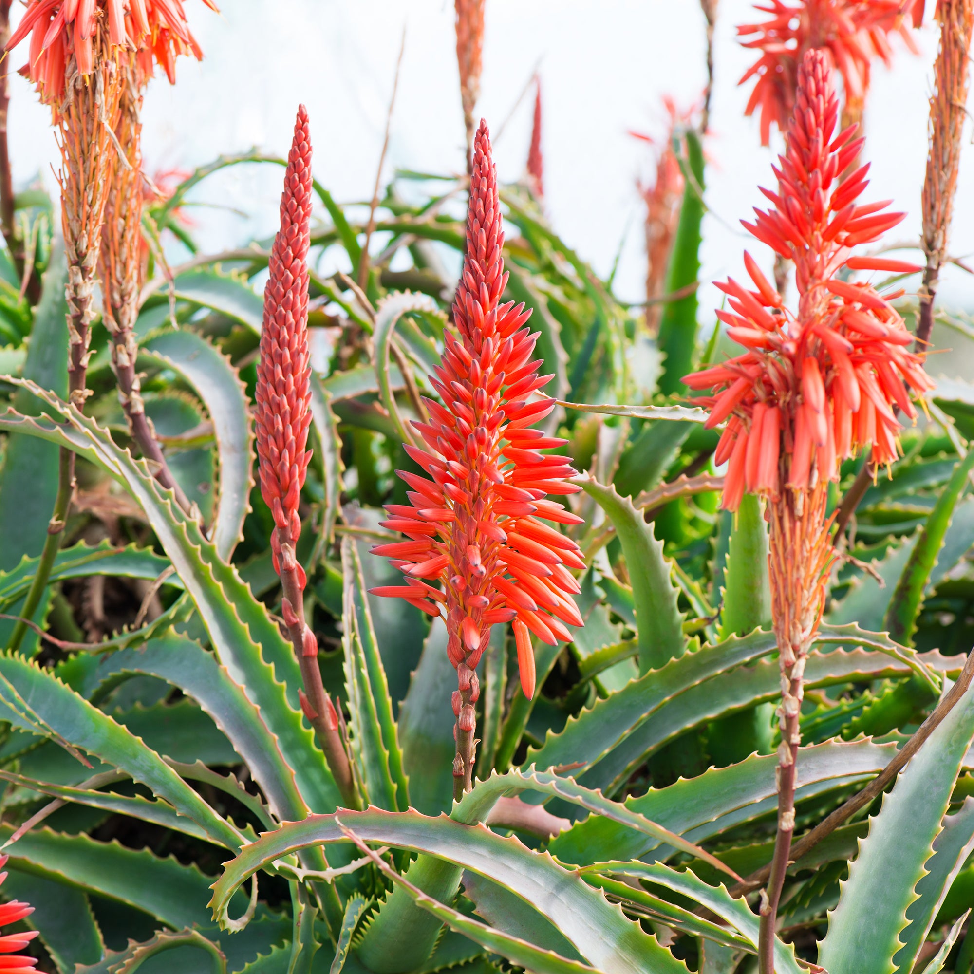 aloe vera garten Baum-Aloe - Aloe arborescens
