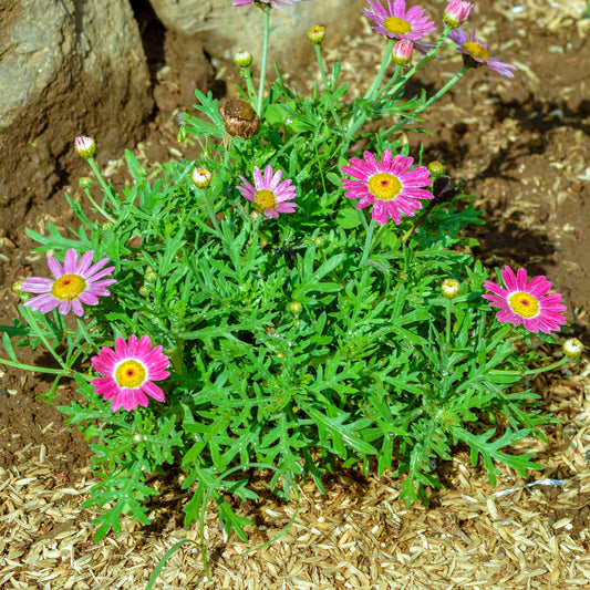 Argyranthemum Grandaisy ® Rosa Turmalin - Bakker