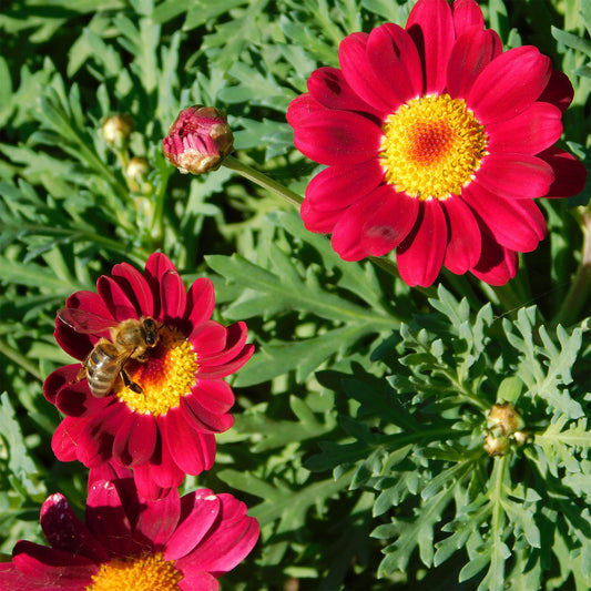 Argyranthemum Grandaisy ® Rubin - Bakker