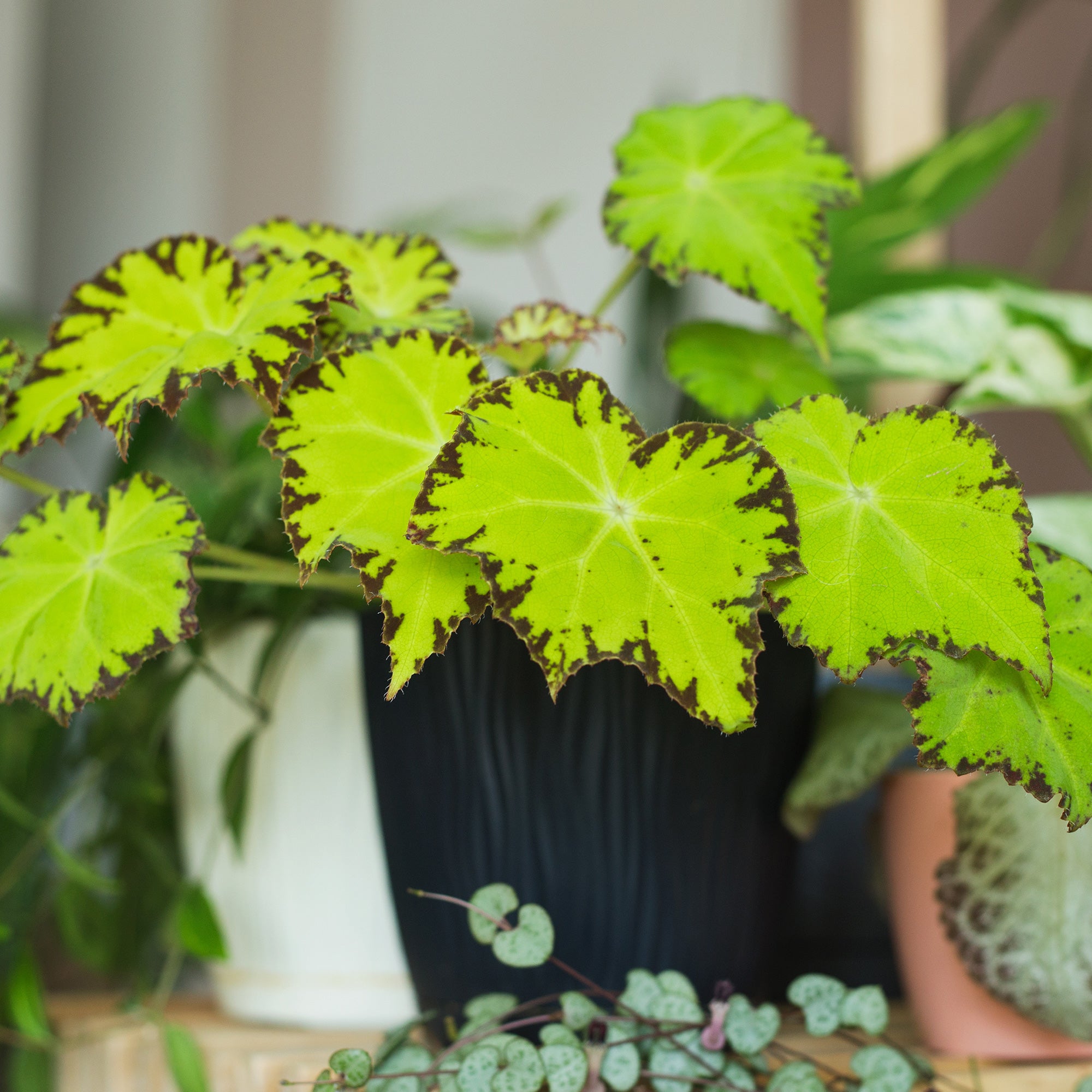Begonie Lima Love - Begonia rex Beleaf Lima Love