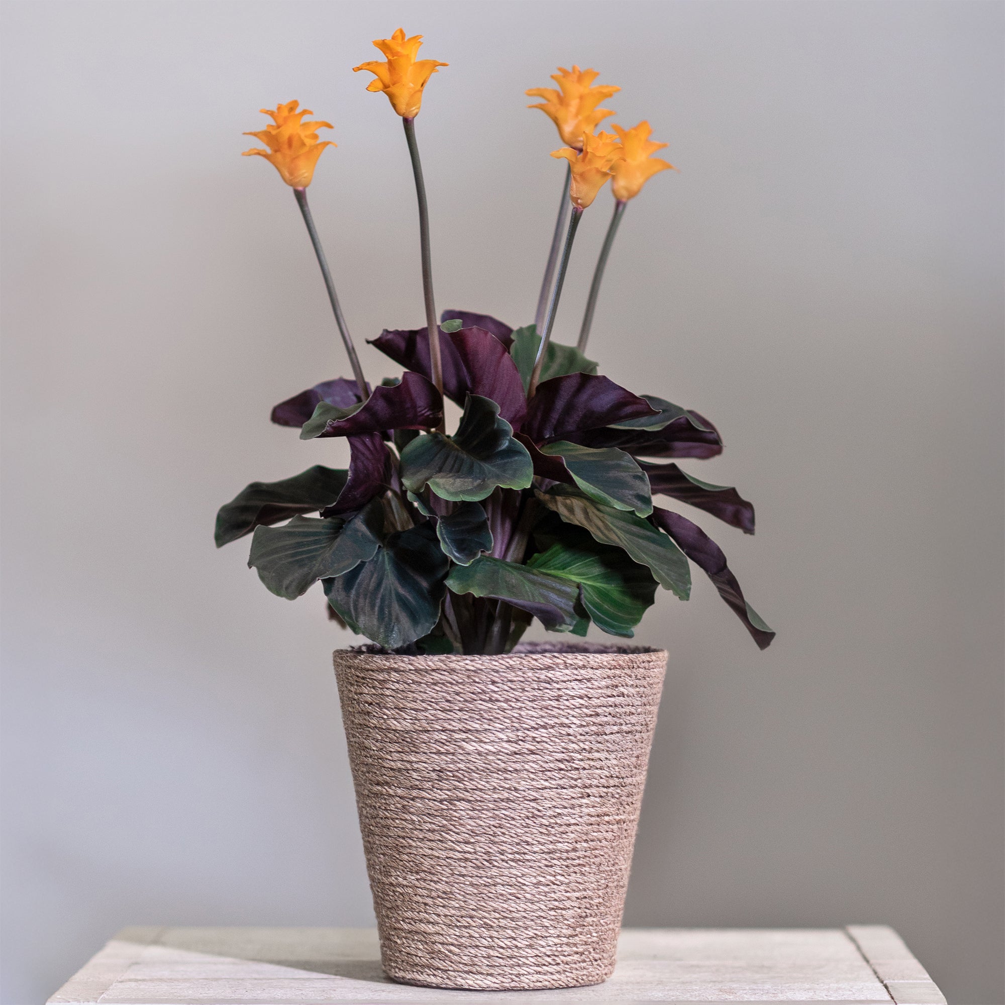 calathea crocata standort Safran-Korbmarante - Calathea crocata