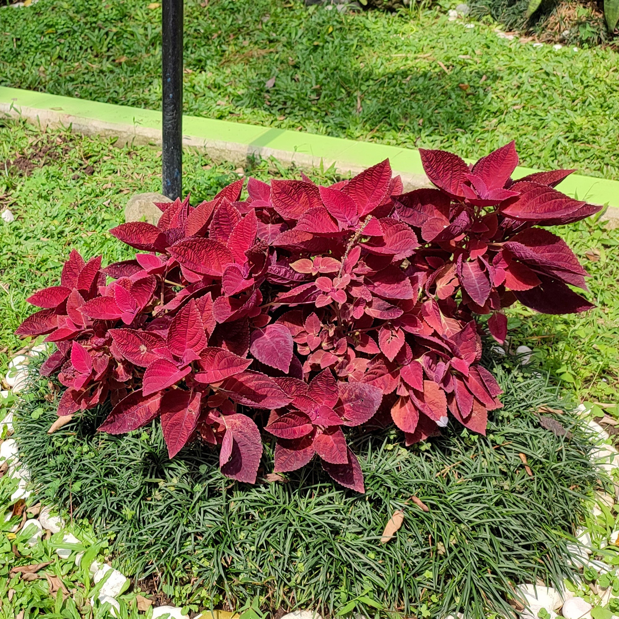 Buntnessel 'Red Head' - Coleus Redhead