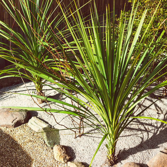 Cordyline australis / Kohlpalme - Bakker