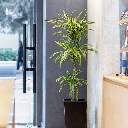 Dracaena 'Lemon Lime' (Zitronenlimone) - Bakker