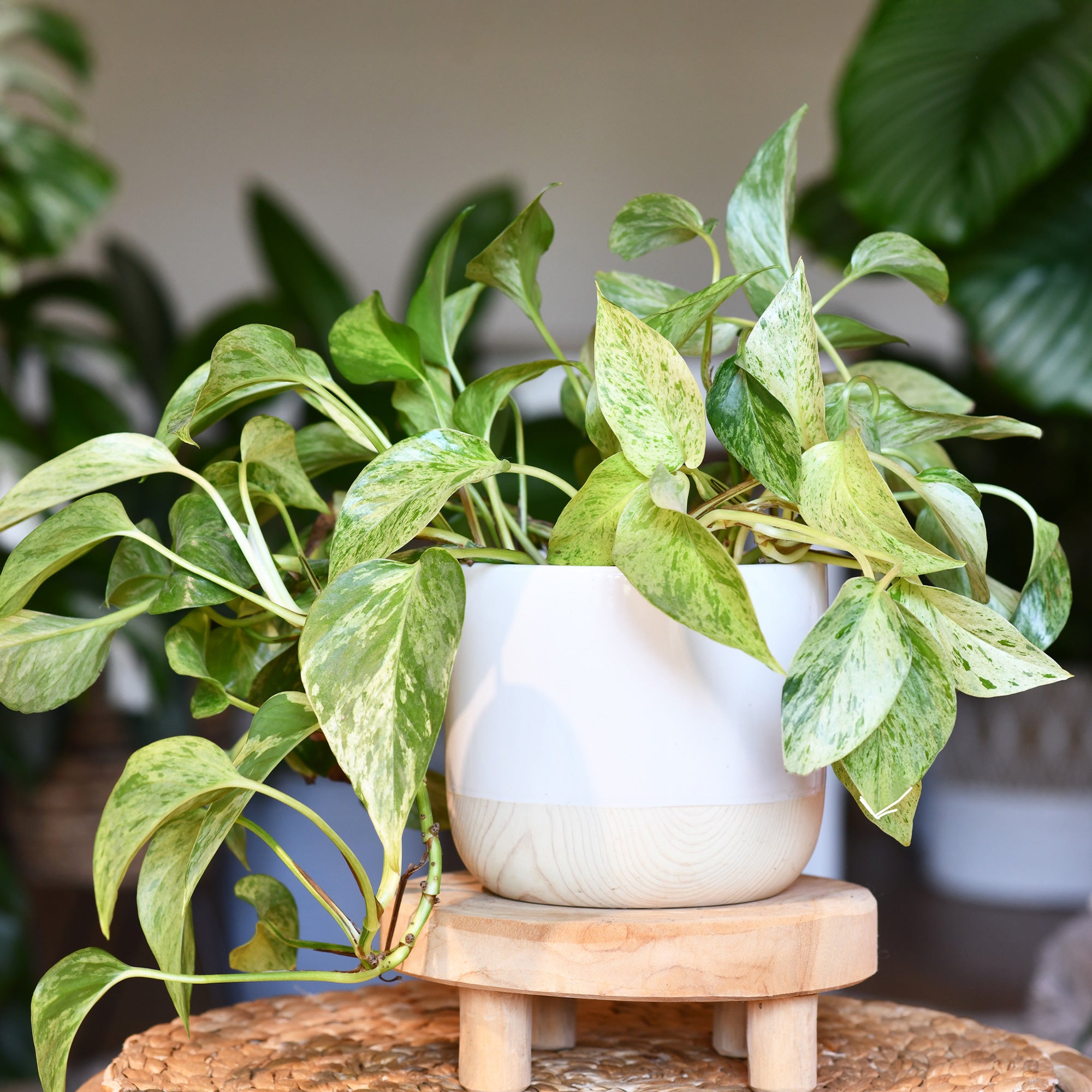 Efeutute - Epipremnum aureum