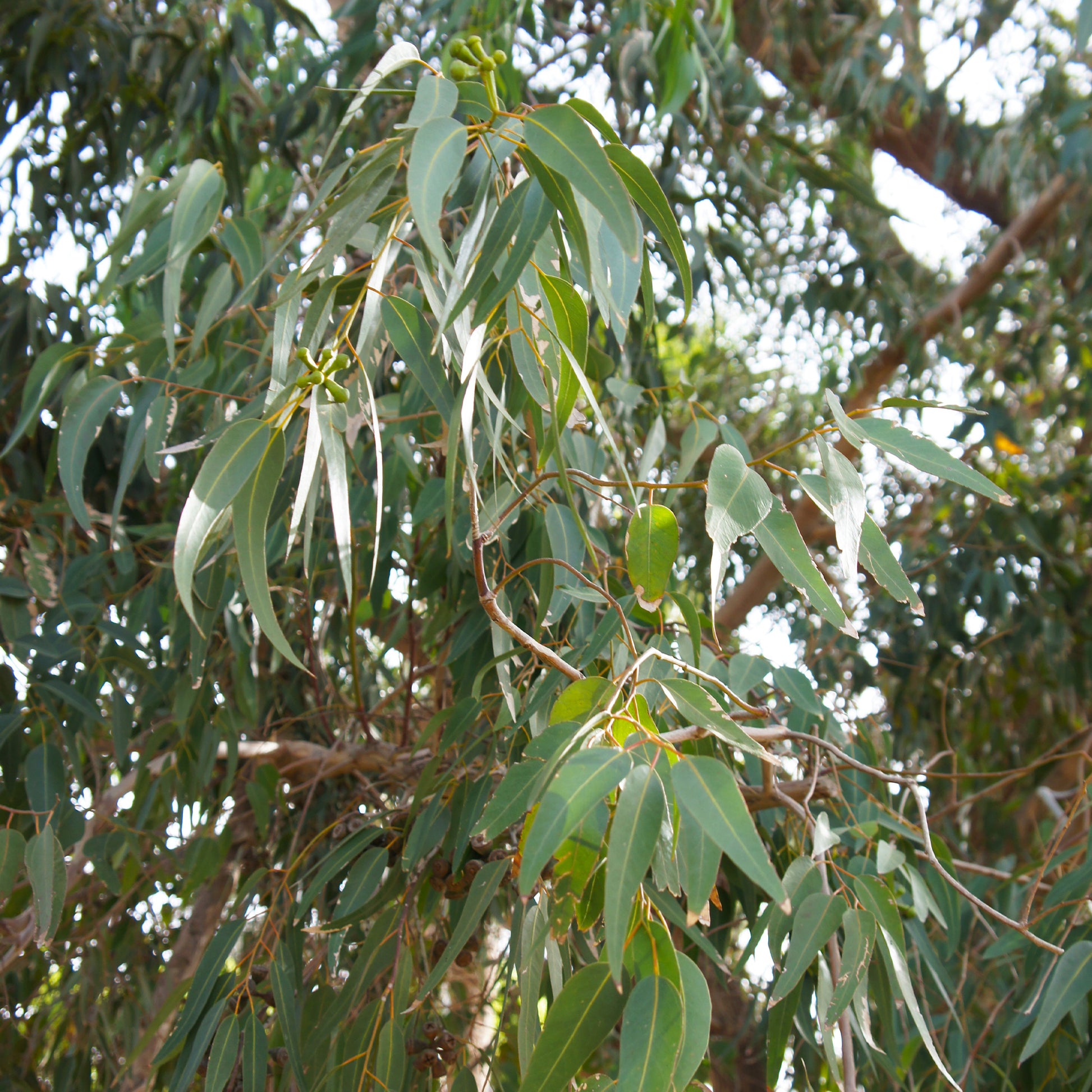 Eucalyptus citriodora - Zitronen-Eukalyptus - Eucalyptus - Eukalyptus
