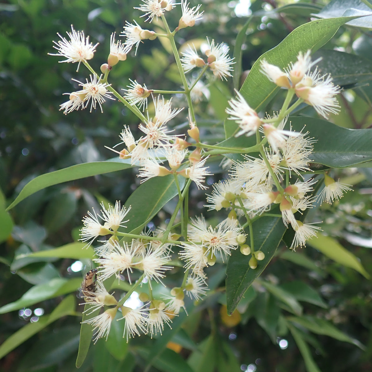 Australische Myrte ‘Newport’ - Eugenia myrtifolia Newport - Bakker