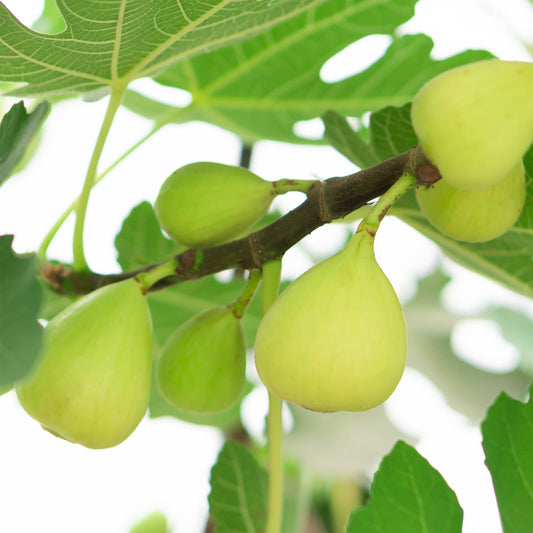 Feigenbaum Blanche d'argenteuil - Bakker