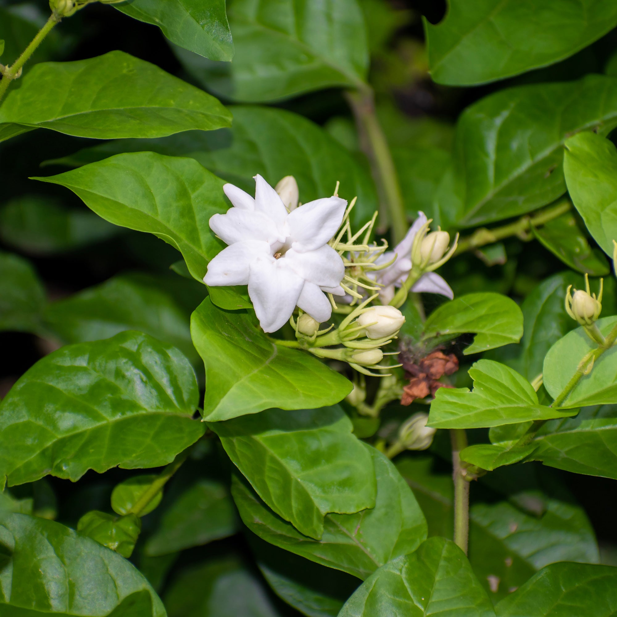 Arabischer Jasmin - Jasminum sambac