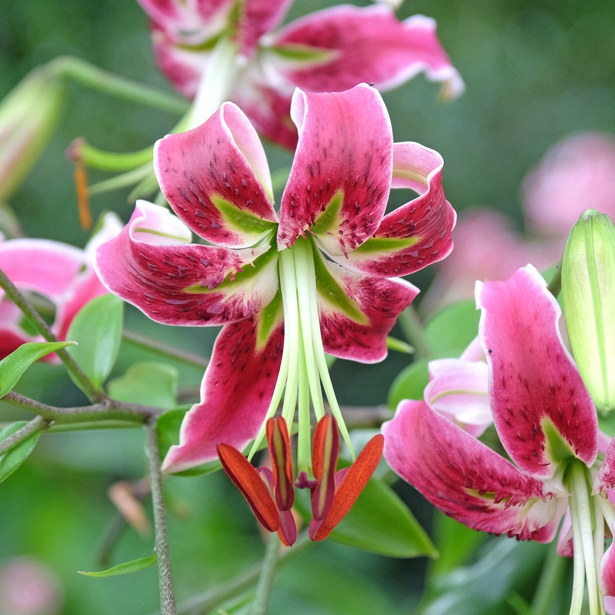 Türkenbundlilie 'Black Beauty'
