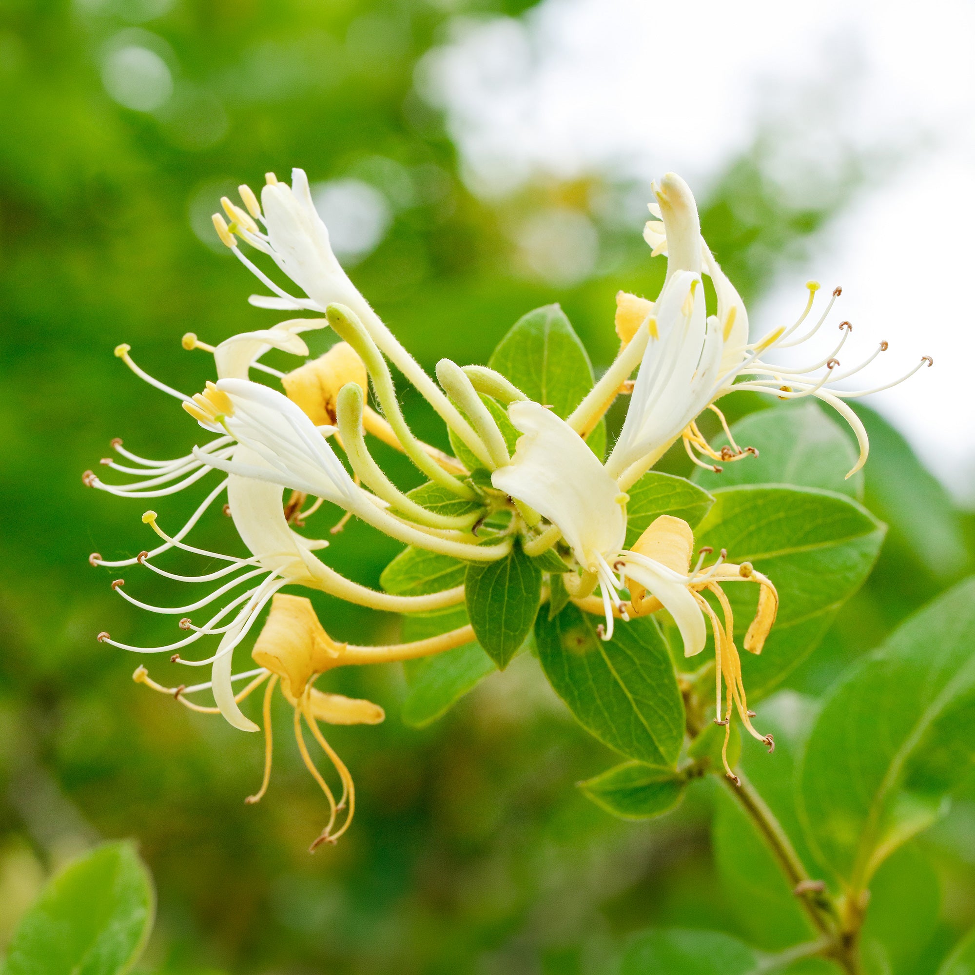 lonicera halliana Japanisches Geißblatt 'Halliana' - Lonicera japonica Halliana