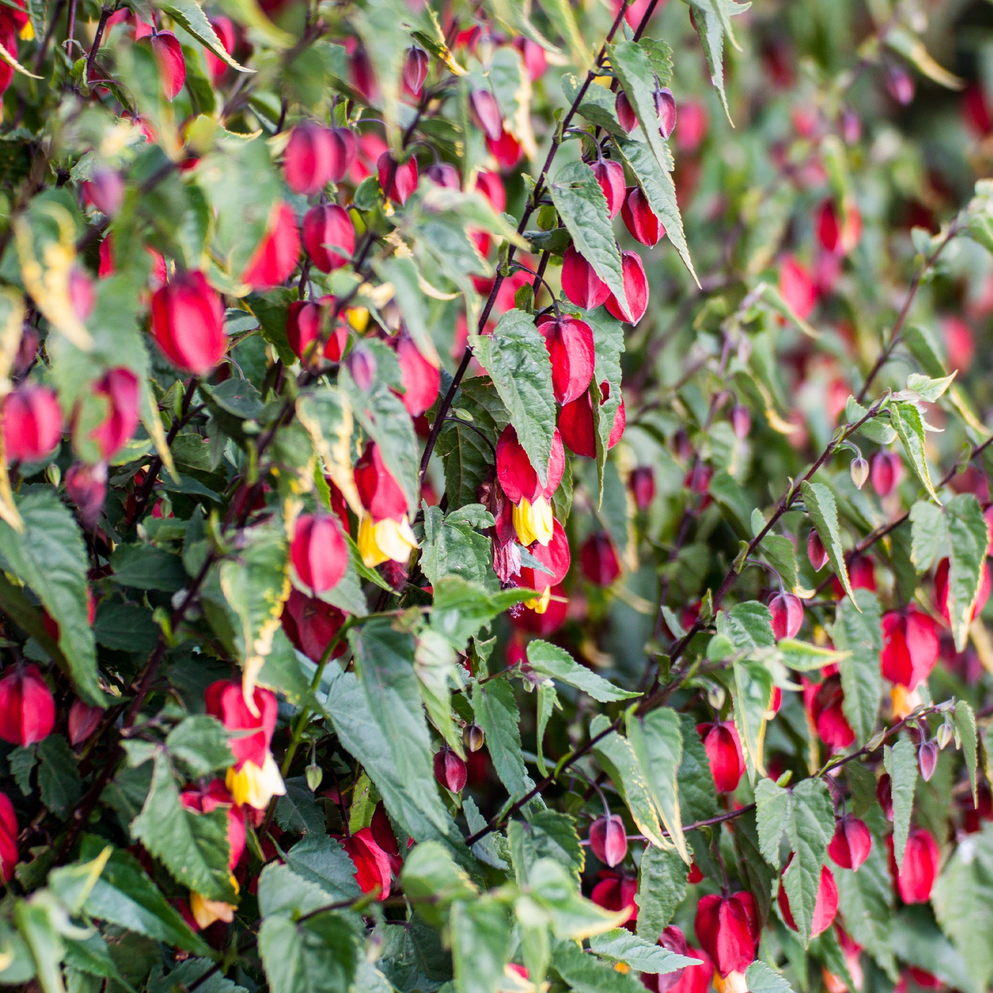 abutilon zimmerpflanze Schönmalve (Chinesische Laterne) - Abutilon megapotamicum