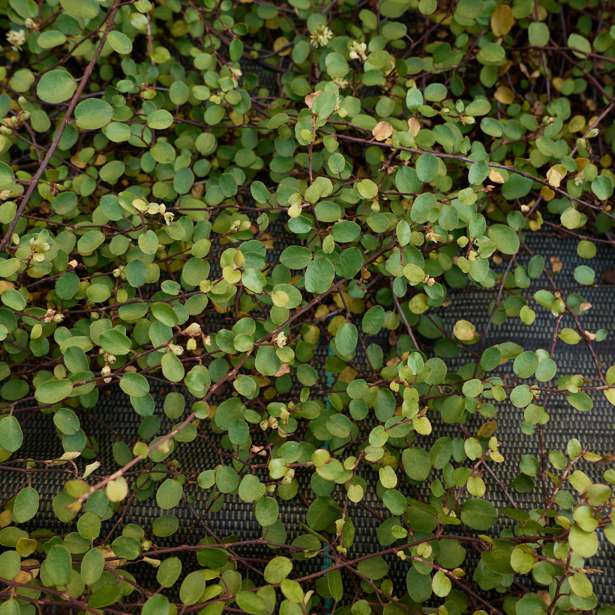 Mühlenbeckia (kriechend & kletternd) - Muehlenbeckia complexa