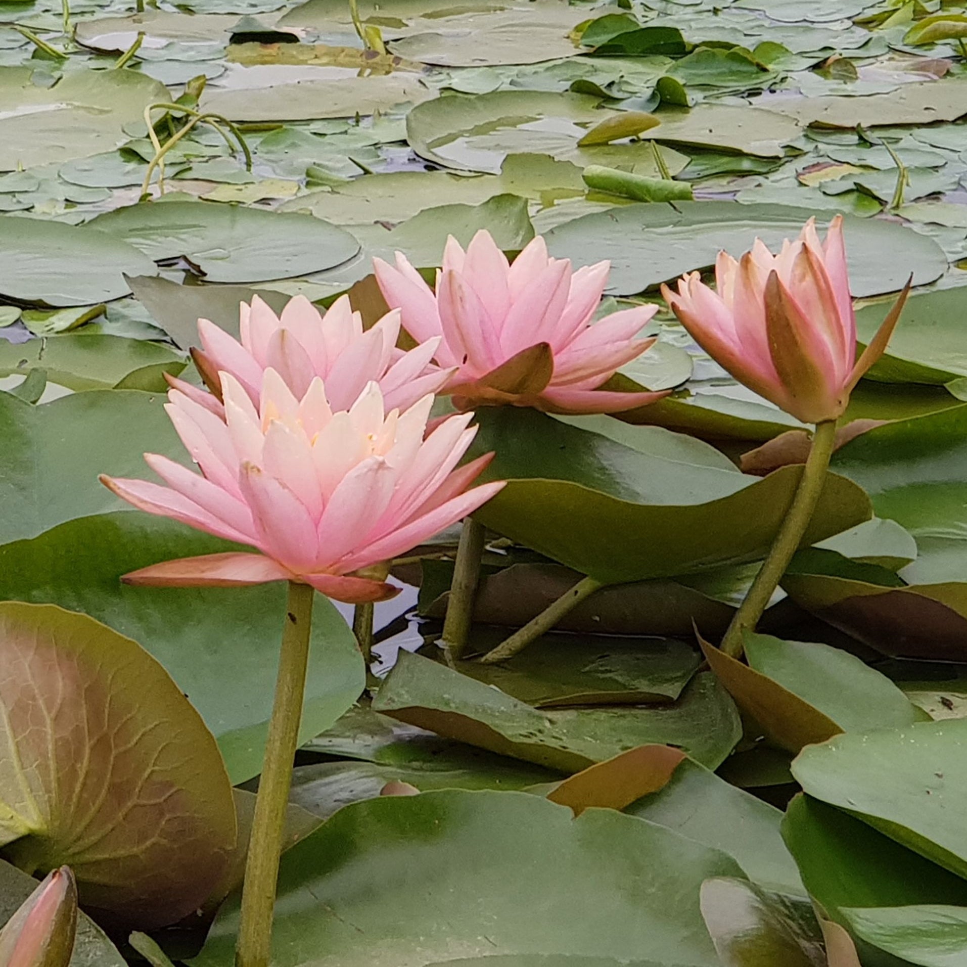 Seerose 'Colorado' - Nymphaea Colorado