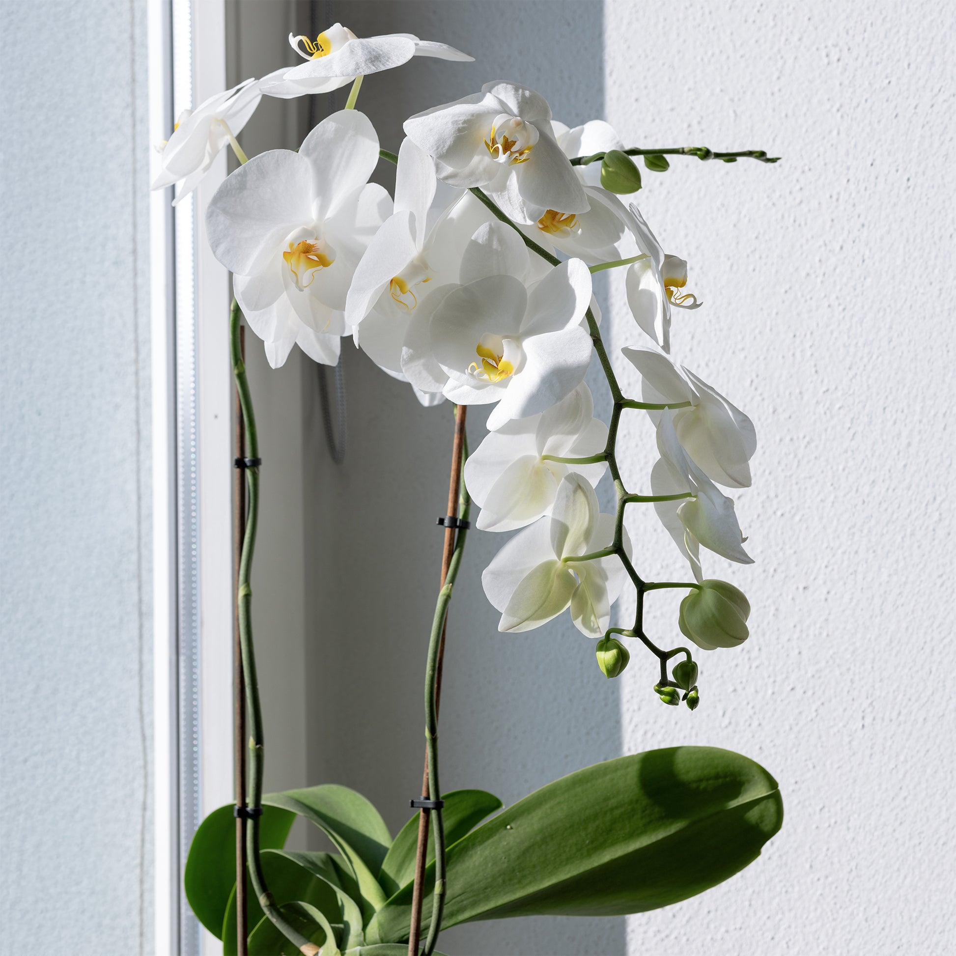 Orchidee weiß - Bakker