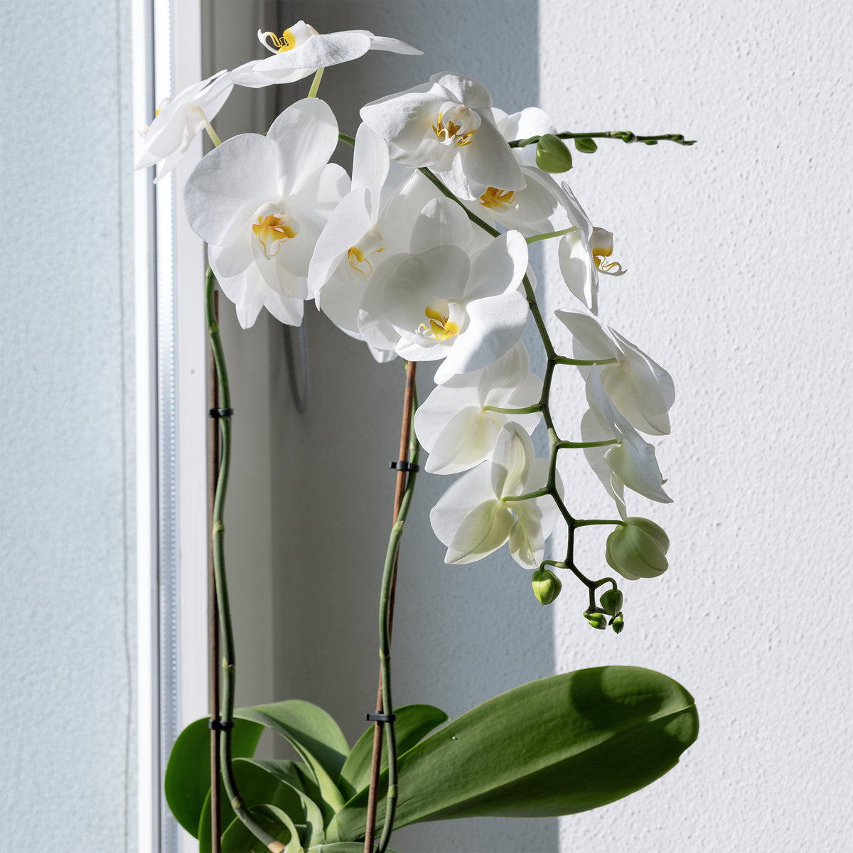 Weiße Phalaenopsis - Phalaenopsis white - Bakker
