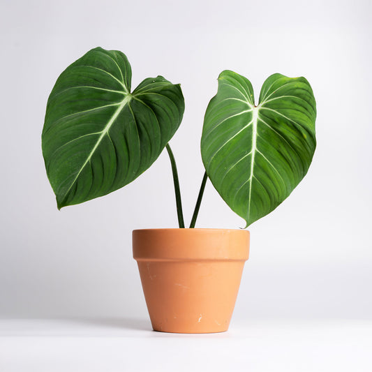 Philodendron Gloriosum - Bakker