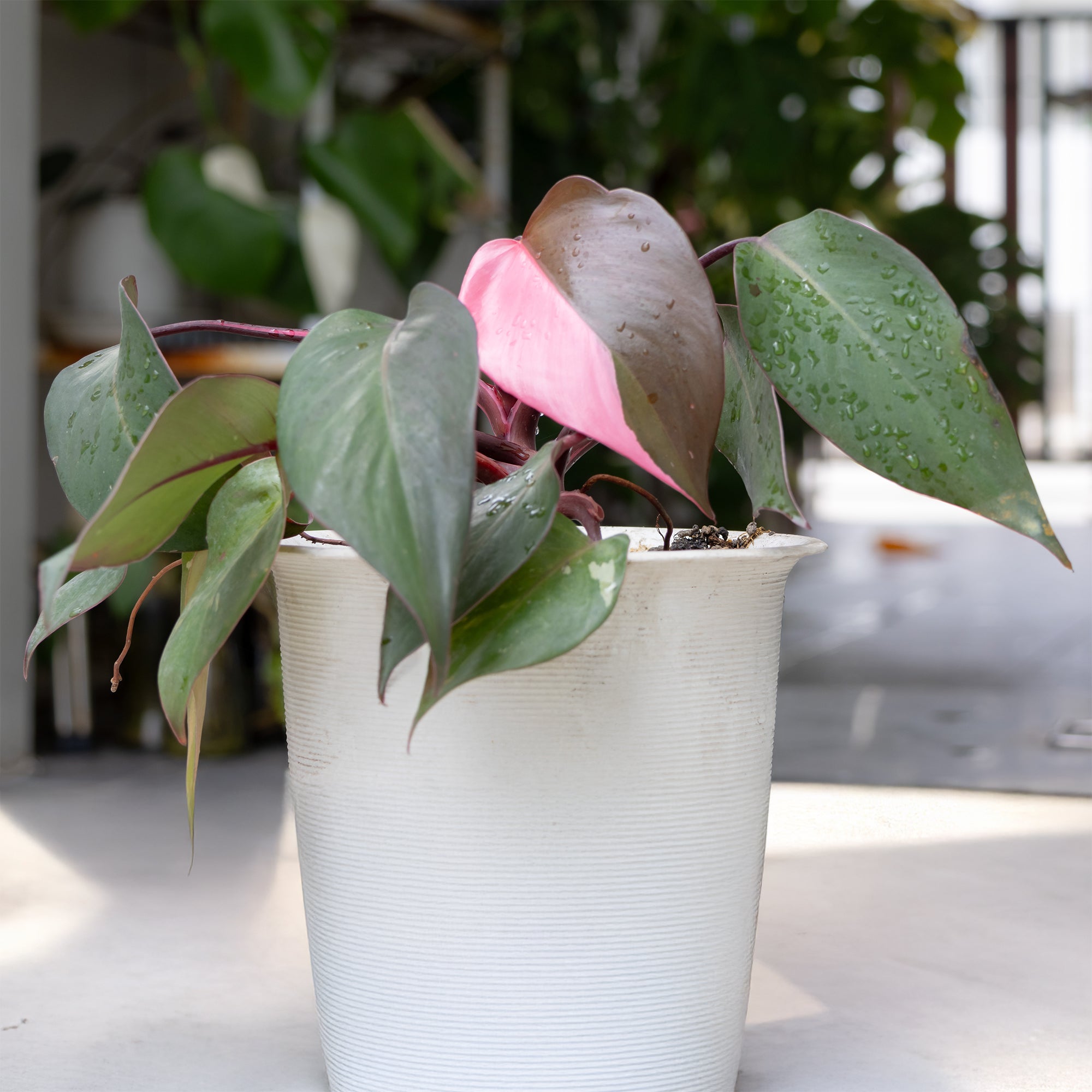 philodendron pink princess warum so teuer Philodendron Pink Princess - Philodendron Pink Princess