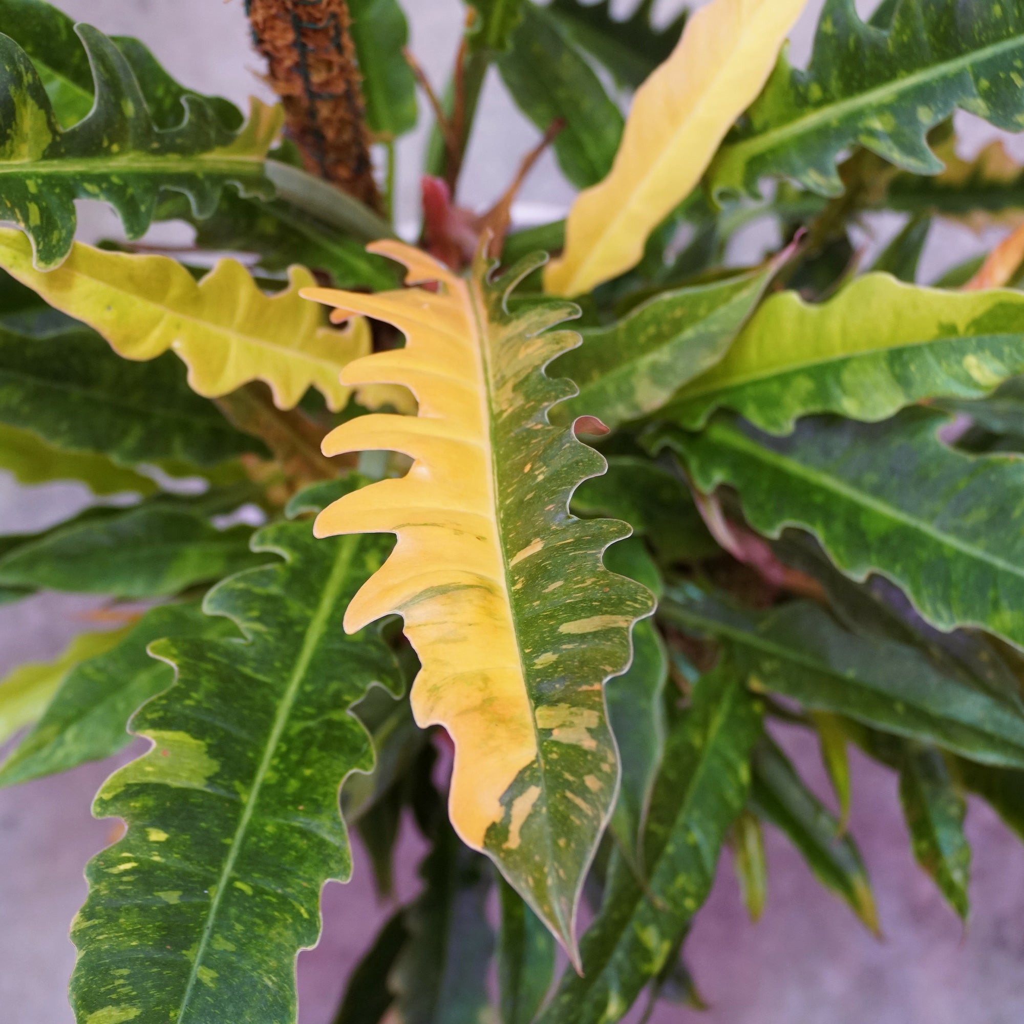 Philodendron Ring of Fire - Philodendron Ring of Fire