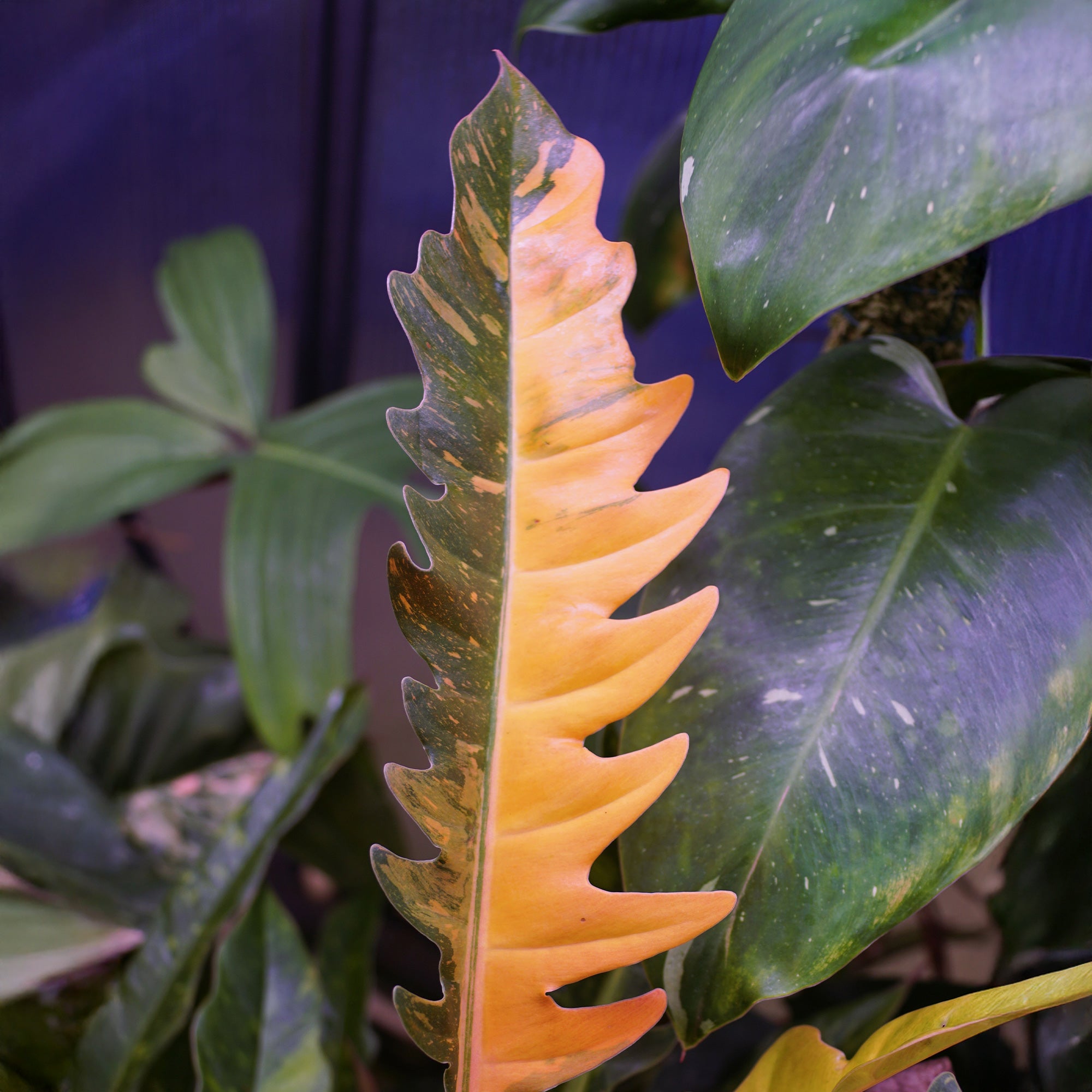 Philodendron Ring of Fire - Philodendron Ring of Fire