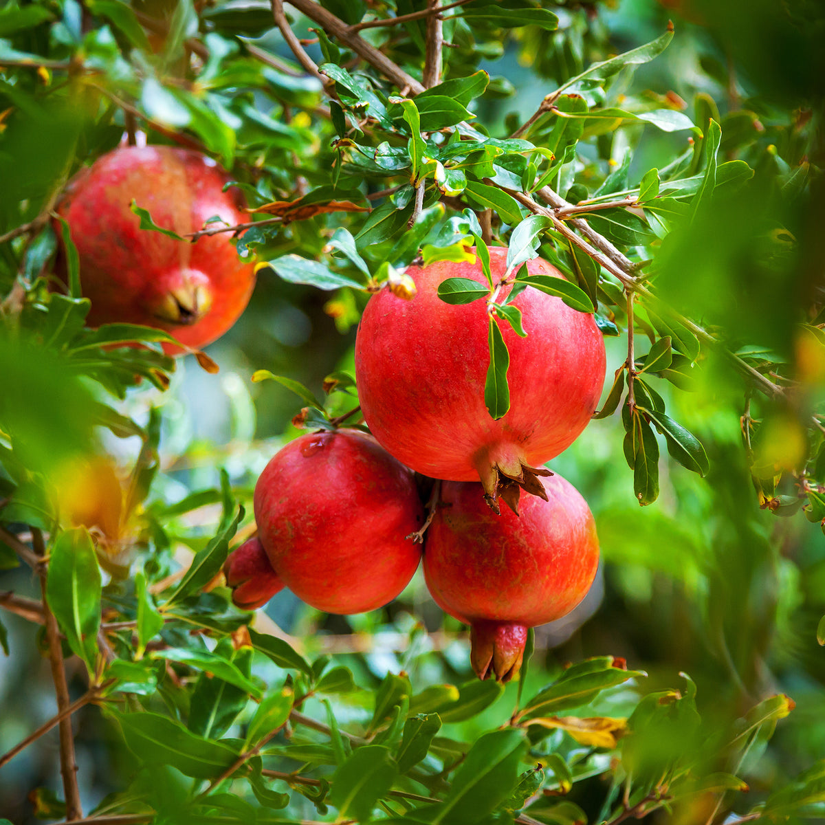 Punica granatum - Granatapfelbaum - Granatapfelbaum