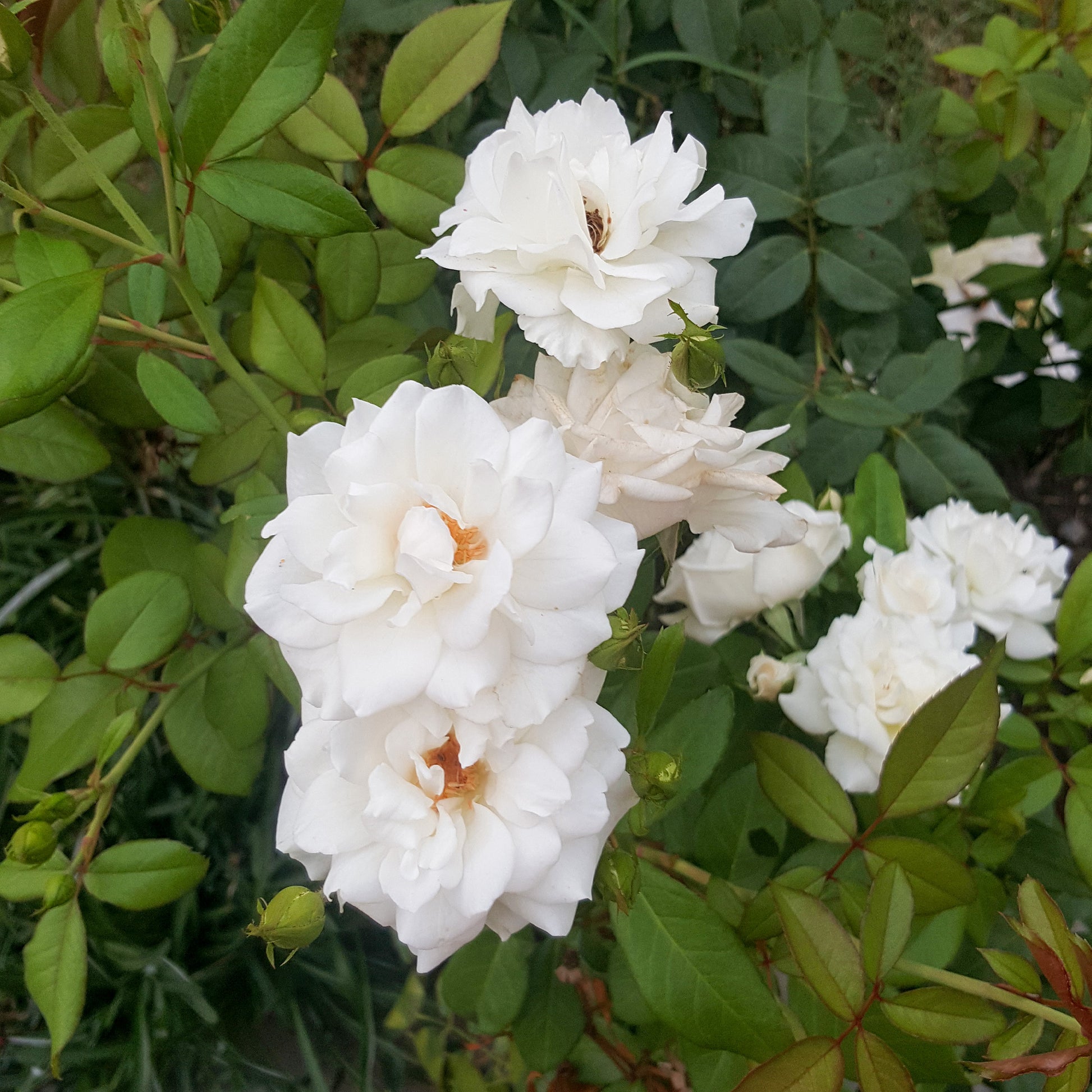 Kletterrose Banks Alba Plena - Rosa banksiae Alba Plena - Bakker