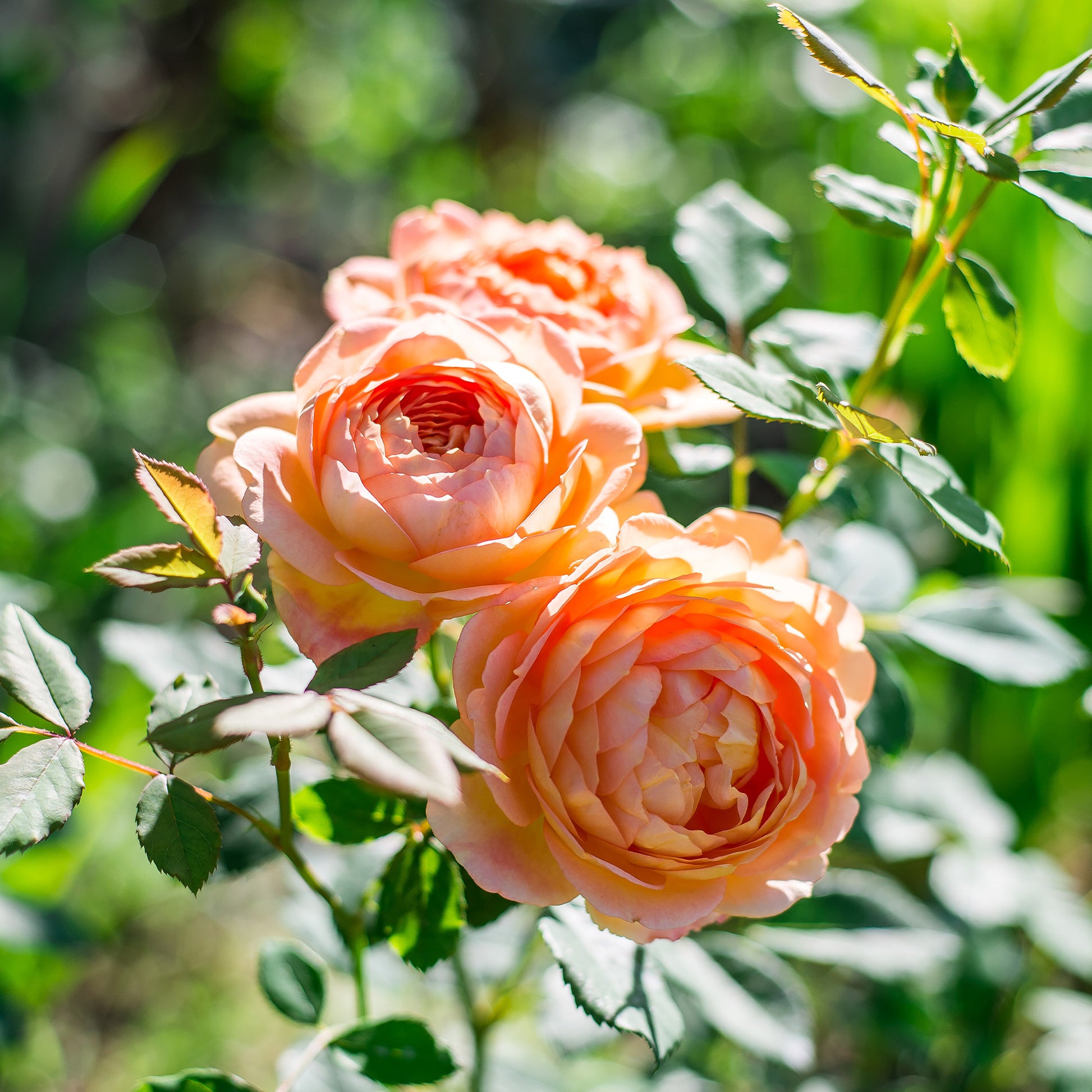 Lady of Shalot®-Rose - Rosa Lady of Shalott® Ausnyson - Bakker