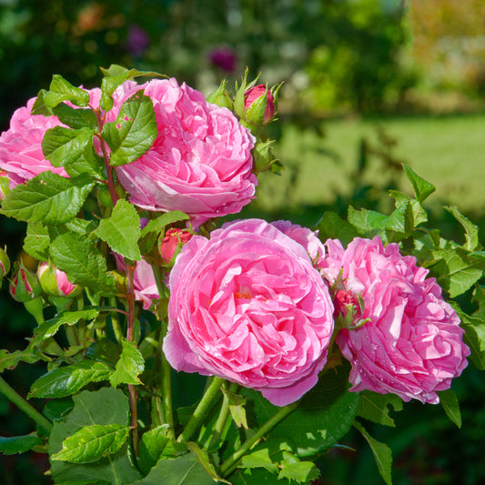 Alte Rose Louise Odier - Bakker