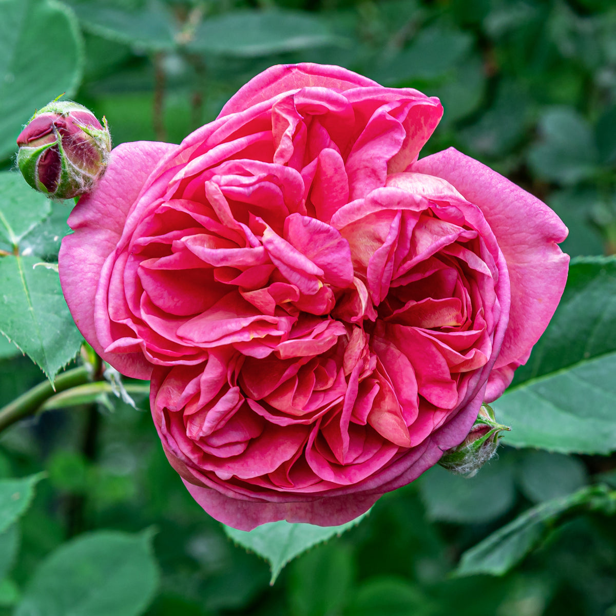 Bourbonrose 'Madame Isaac Pereire' - Rosa Madame Isaac Pereire - Bakker