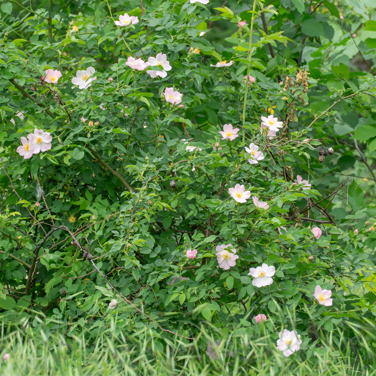Verkauf Duftende Wildrose - Rosa rubiginosa