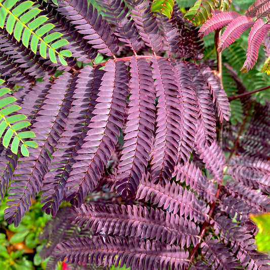 Seidenbaum Summer Chocolate®. - Bakker