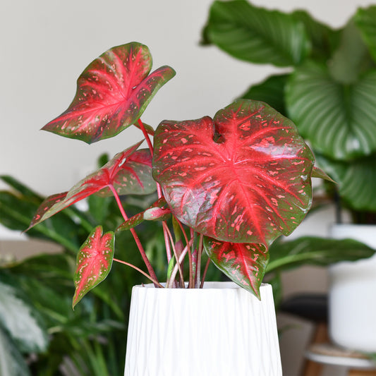 Caladium Red Flash - Bakker