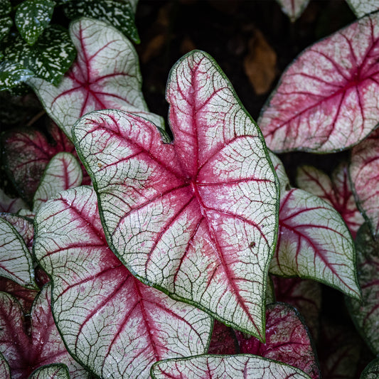 Caladium White Queen - Bakker
