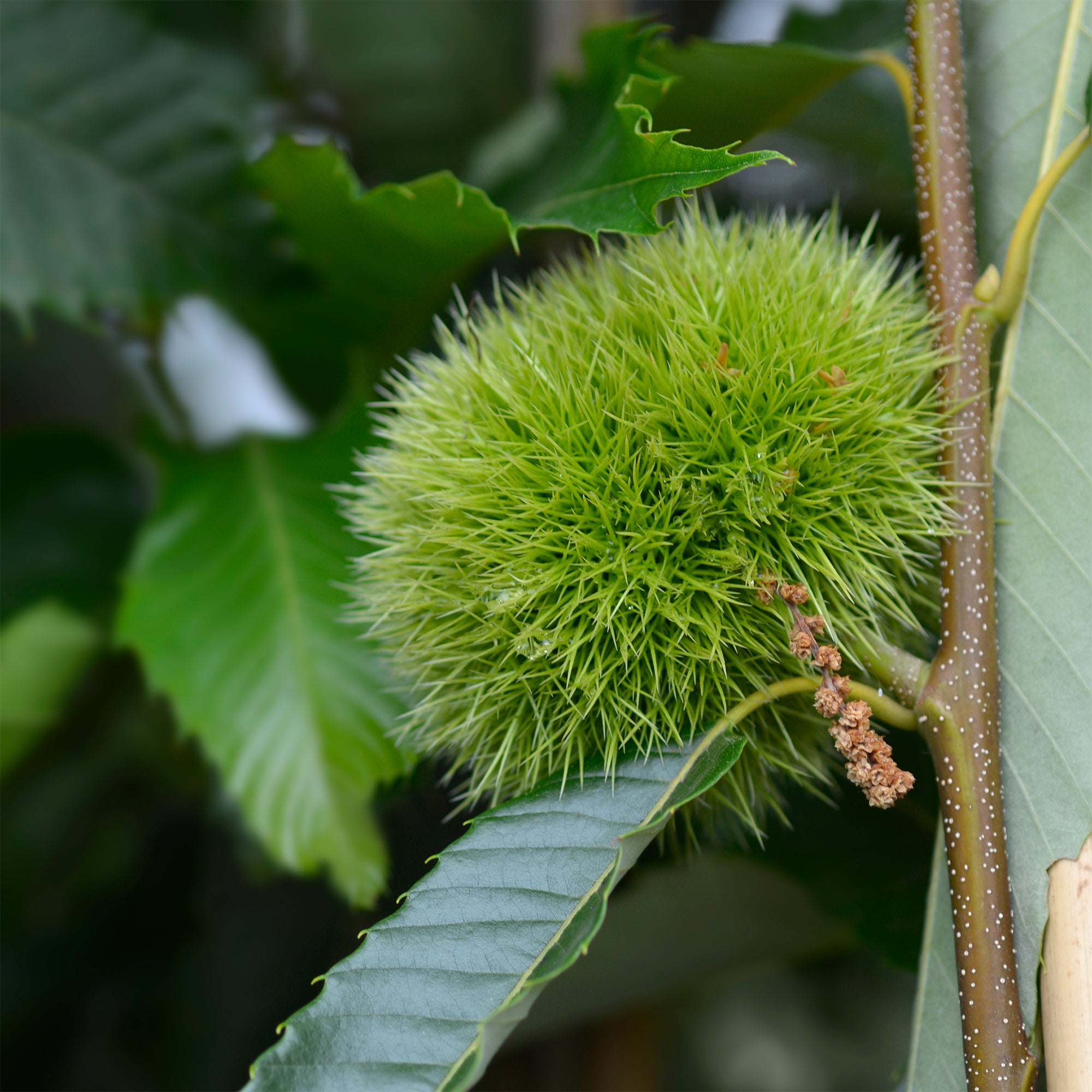 Esskastanie Bouche De Betizac Halbstamm - Maronen Baum