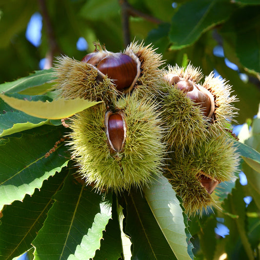Esskastanie 'Bouche de Betizac' - Bakker