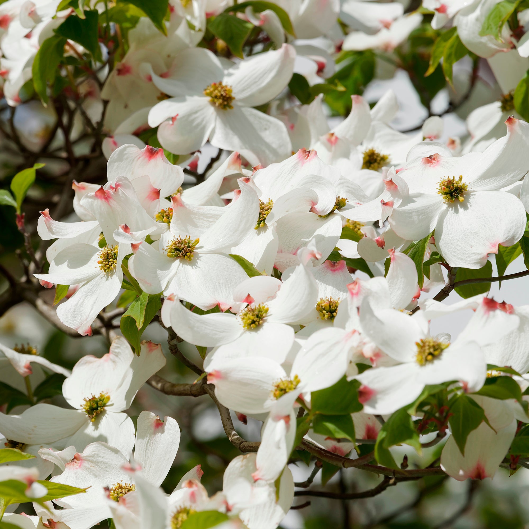 Amerikanischer Blumen-Hartriegel - Cornus florida