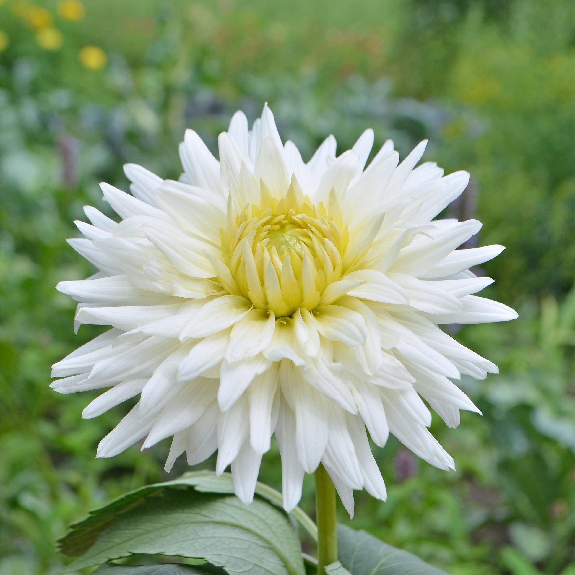Dahlia My Love - Kaktus-Dahlie My Love - Dahlien-Zwiebeln