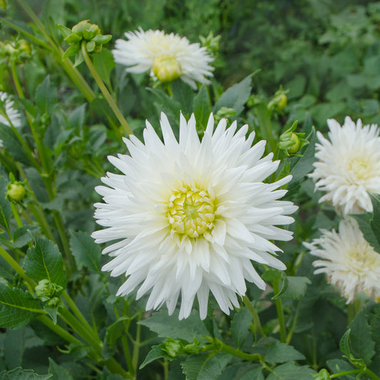 Kaktus-Dahlie My Love - Bakker