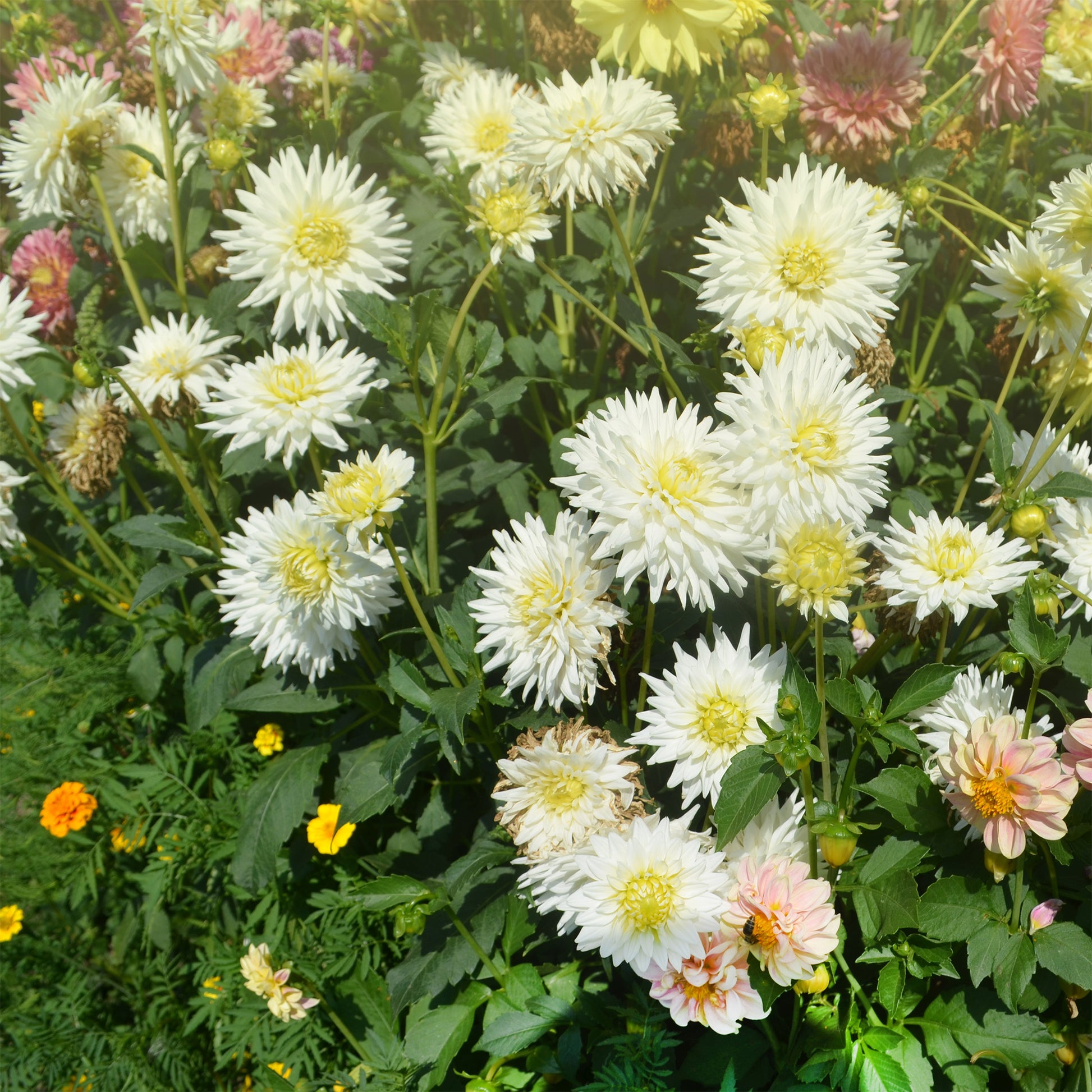 Kaktus-Dahlie My Love - Dahlia My Love - Bakker