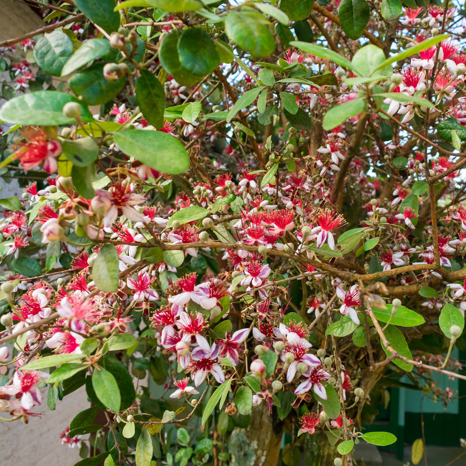 Brasilianischer Guavenbaum - Bakker