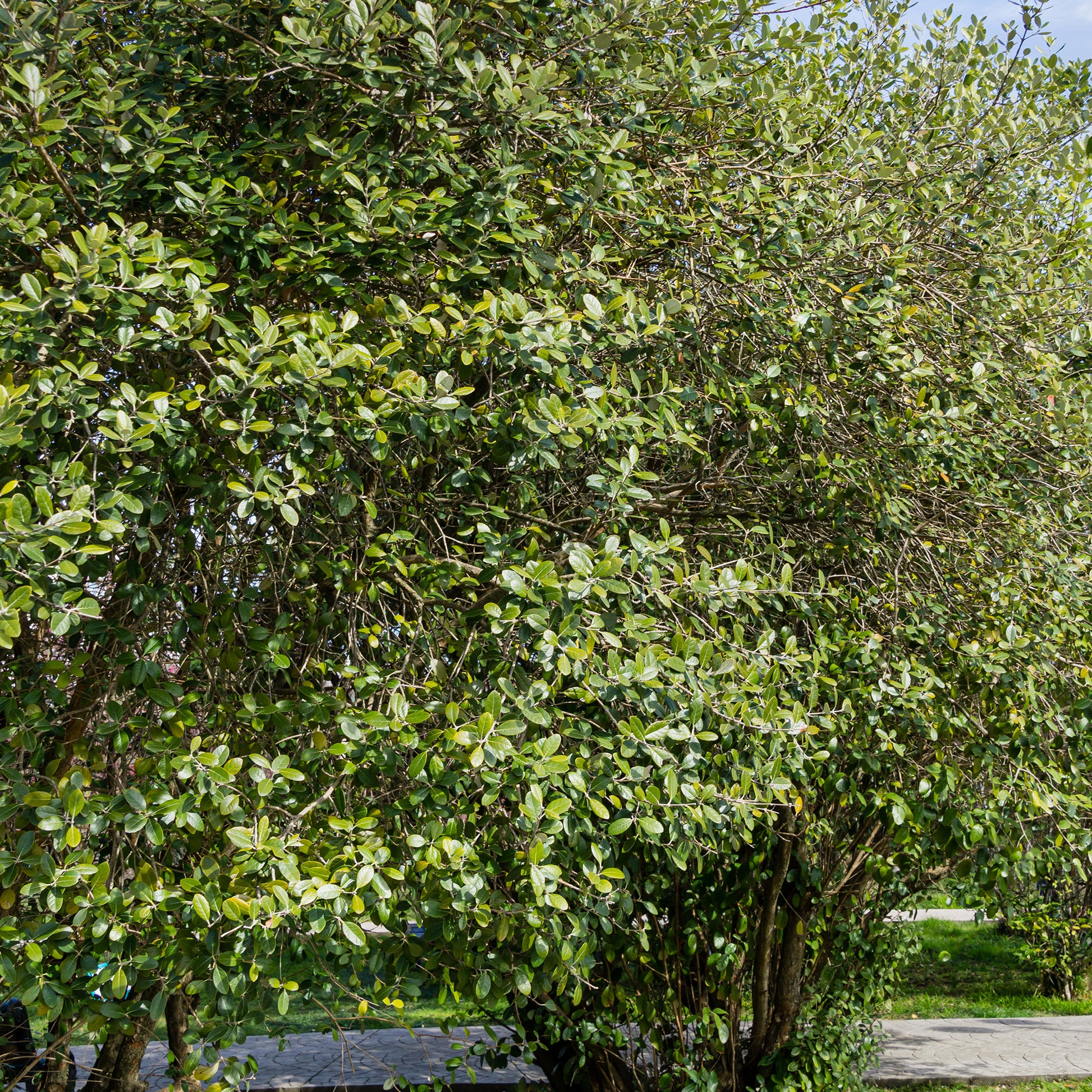 Feijoa sellowiana - Brasilianischer Guavenbaum - Exotische Obstbäume