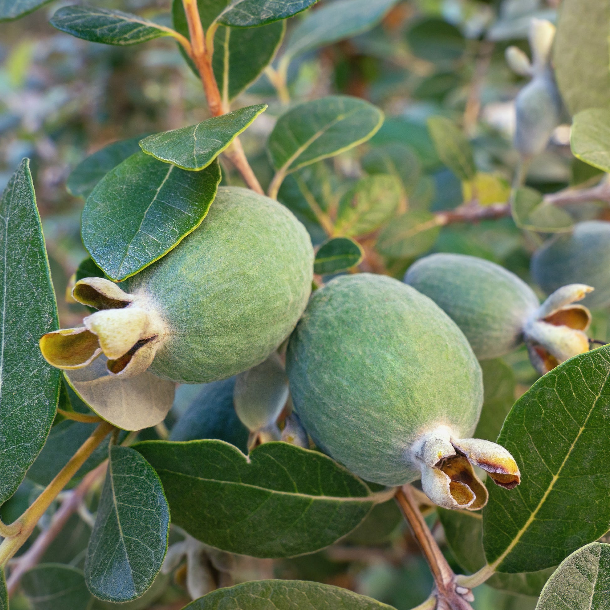 Exotische Obstbäume - Brasilianischer Guavenbaum - Feijoa sellowiana