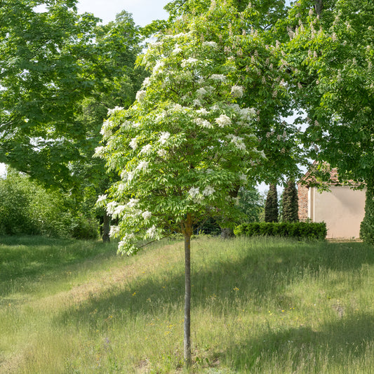 Manna-Esche - Bakker