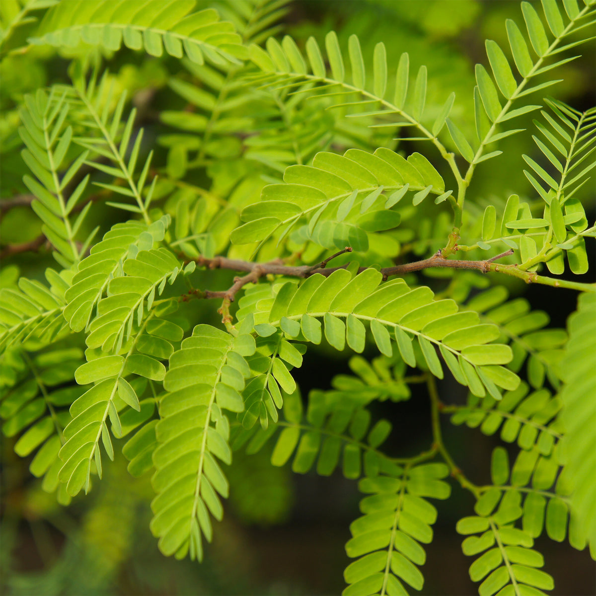 Amerikanischer Lederhülsenbaum 'Elegantissima' - Gleditsia triacanthos Elegantissima - Bakker